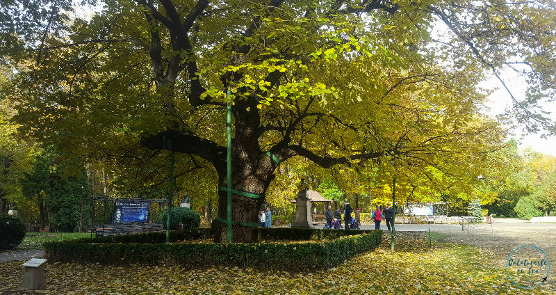 Iasi