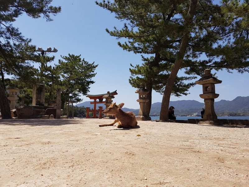 Japonia