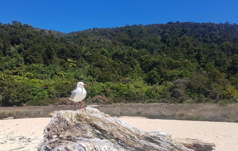 Abel Tasman